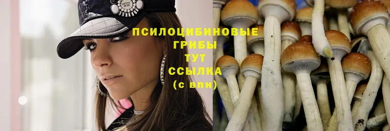 Псилоцибиновые грибы Cubensis  hydra рабочий сайт  Бородино 