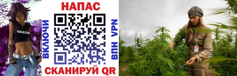 Каннабис индика  Бородино 